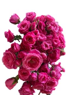 Fresh cut Spray Roses/40 cm/Fast delivery/Wanted Flowers/Farm direct (Red)