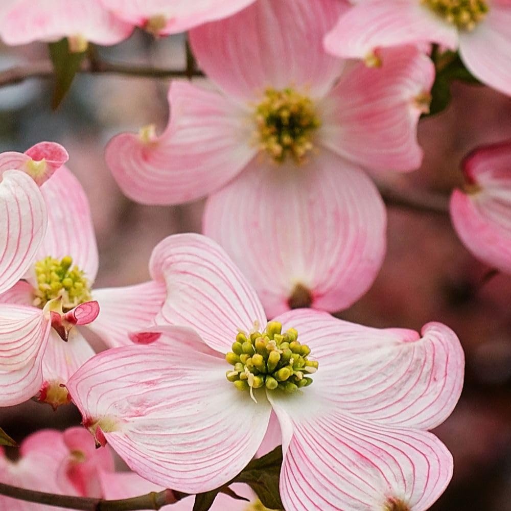 Cherokee Brave Dogwood Tree, Pink Flowering, 1 gal Nursery Pot O5228