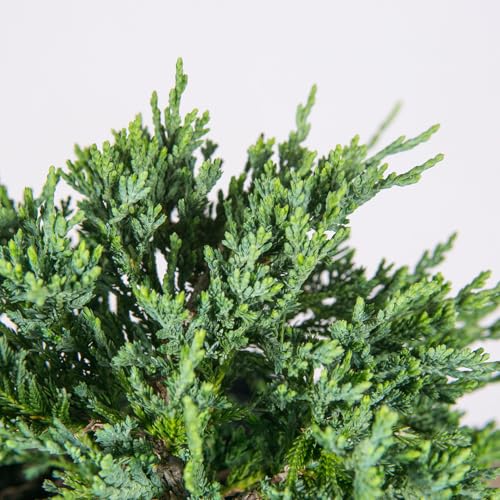 Blue Rug Juniper 3 Gallon Evergreen Groundcover Shrub H54293