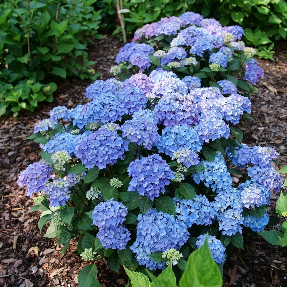 Proven Winners Let's Dance Lovable Bigleaf Hydrangea Live Shrub, 4.5" Quart L89016