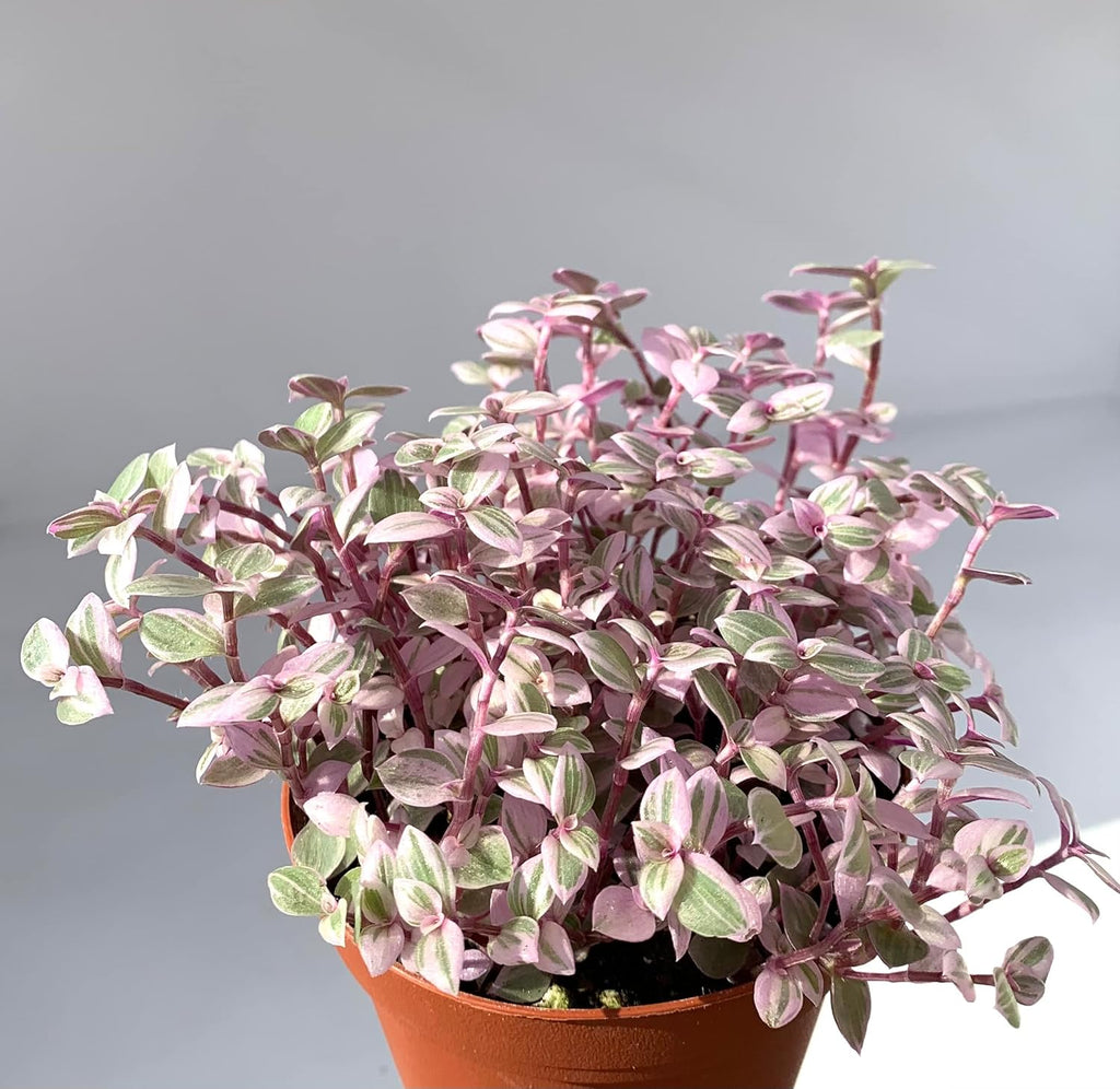 Tradescantia Pink Panther Live Potted Houseplant B316281