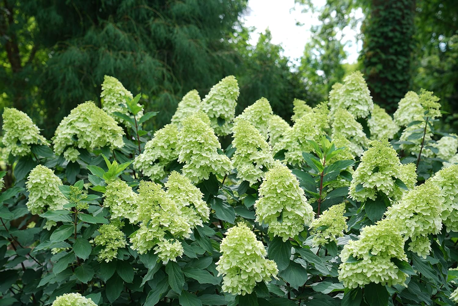 Limelight Prime Panicle Hydrangea Live Plant, Green and Pink Flowers D133646