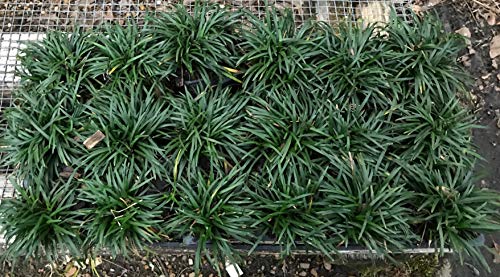 Dwarf Mondo Grass 90 Live Plants Shade Loving Ground Cover H359559