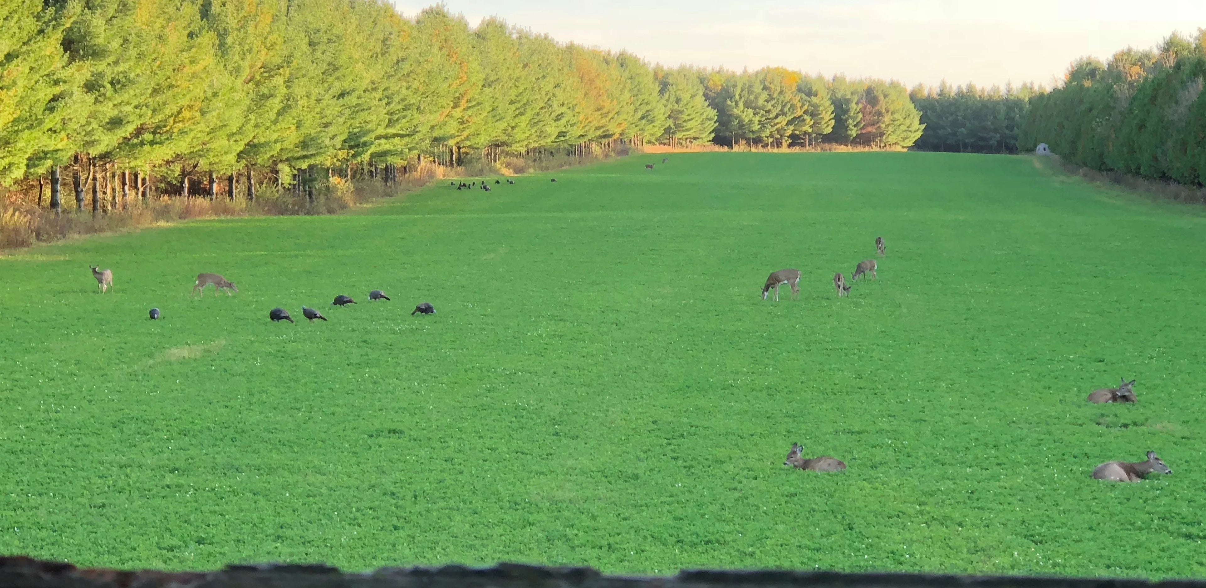 Evolved Harvest Mega Plot Hunter Series Wild Game Food Plot Seed A1164