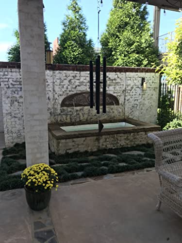 Dwarf Mondo Grass 90 Live Plants Shade Loving Ground Cover H359559