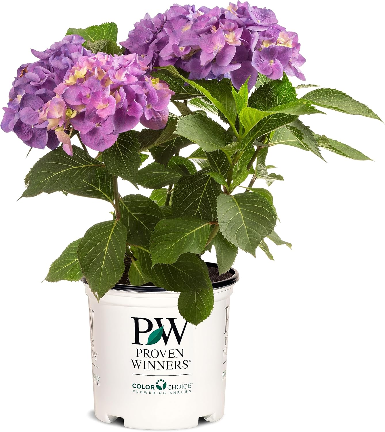 Proven Winners Let's Dance Lovable Bigleaf Hydrangea (Macrophylla) Live Shrub, 4.5" Quart