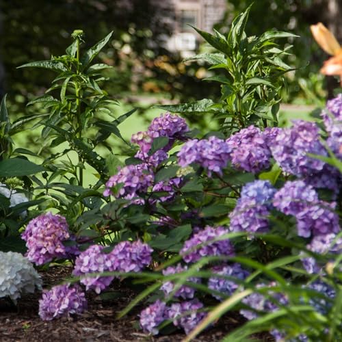 Bloomstruck Hydrangea, 2 gal. Pink and Purple Blooms A91934