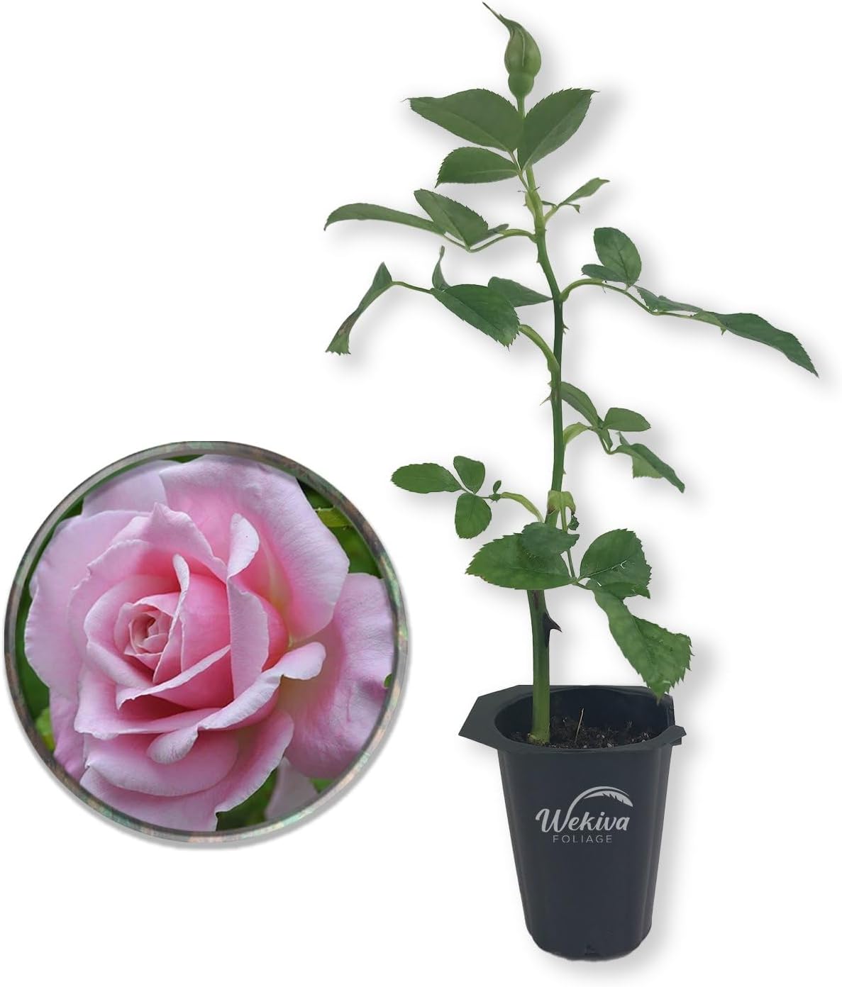 1 Starter Plant of Belinda's Dream Rose Bush - Live Plants