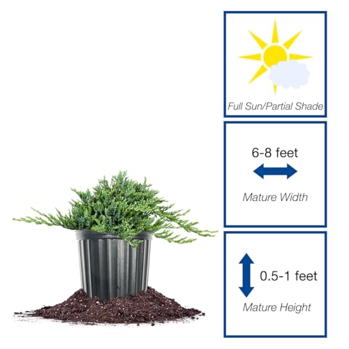 Blue Rug Juniper 3 Gallon Evergreen Groundcover Shrub H54293