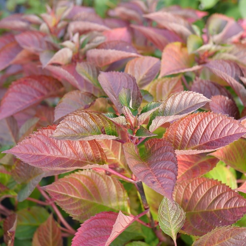Proven Winners Let's Dance Lovable Bigleaf Hydrangea Live Shrub, 4.5" Quart L89016