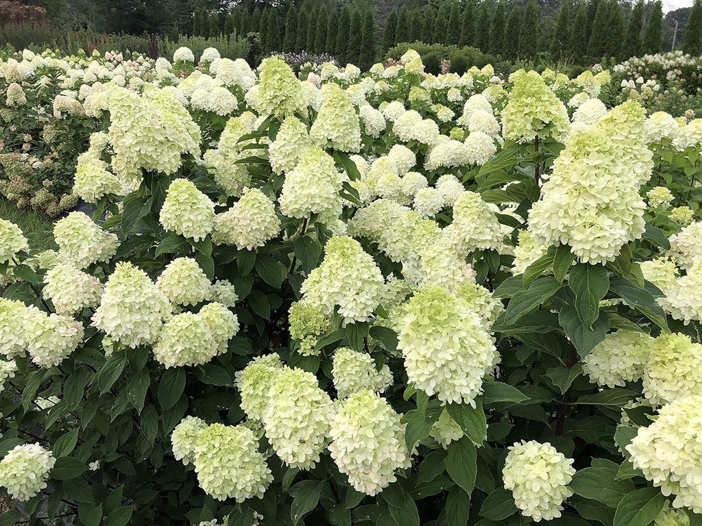 Limelight Prime Panicle Hydrangea Live Plant, Green and Pink Flowers D133646