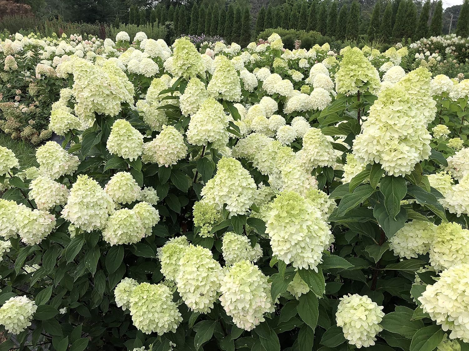 Limelight Prime Panicle Hydrangea Live Plant, Green and Pink Flowers D133646