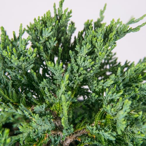 Blue Rug Juniper 3 Gallon Evergreen Groundcover Shrub H54293