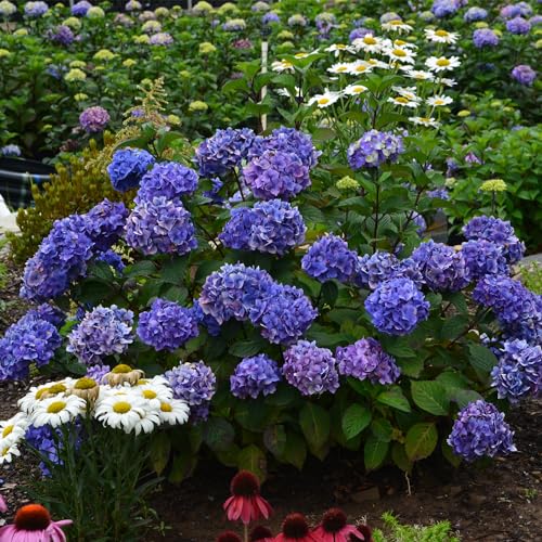 Bloomstruck Hydrangea, 2 gal. Pink and Purple Blooms A91934