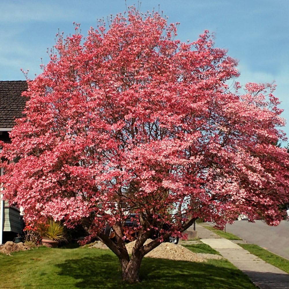 Cherokee Brave Dogwood Tree, Pink Flowering, 1 gal Nursery Pot O5228