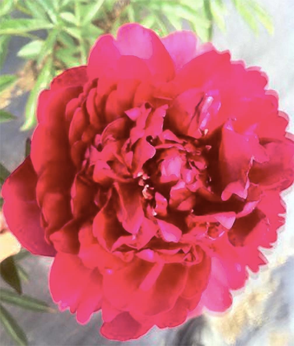 Felix Supreme Double Carmine Red Peony Bare Root Z318021