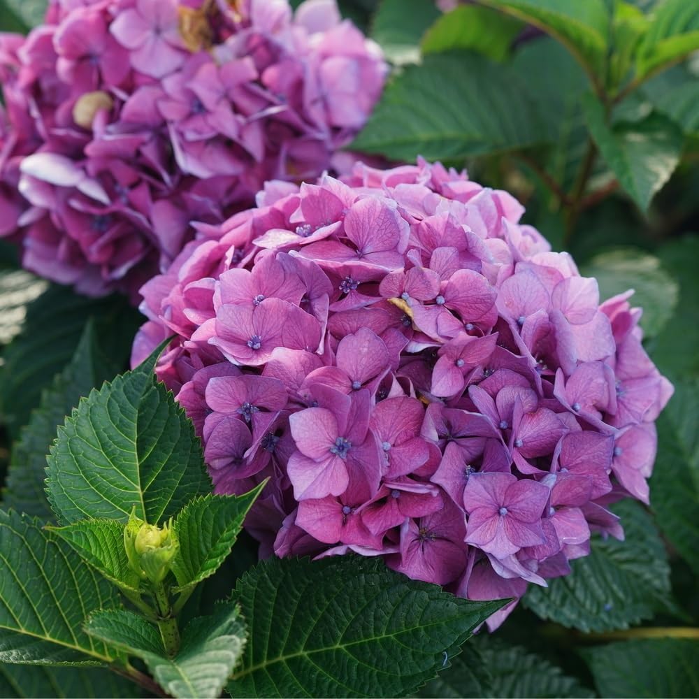 Proven Winners Let's Dance Lovable Bigleaf Hydrangea Live Shrub, 4.5" Quart L89016