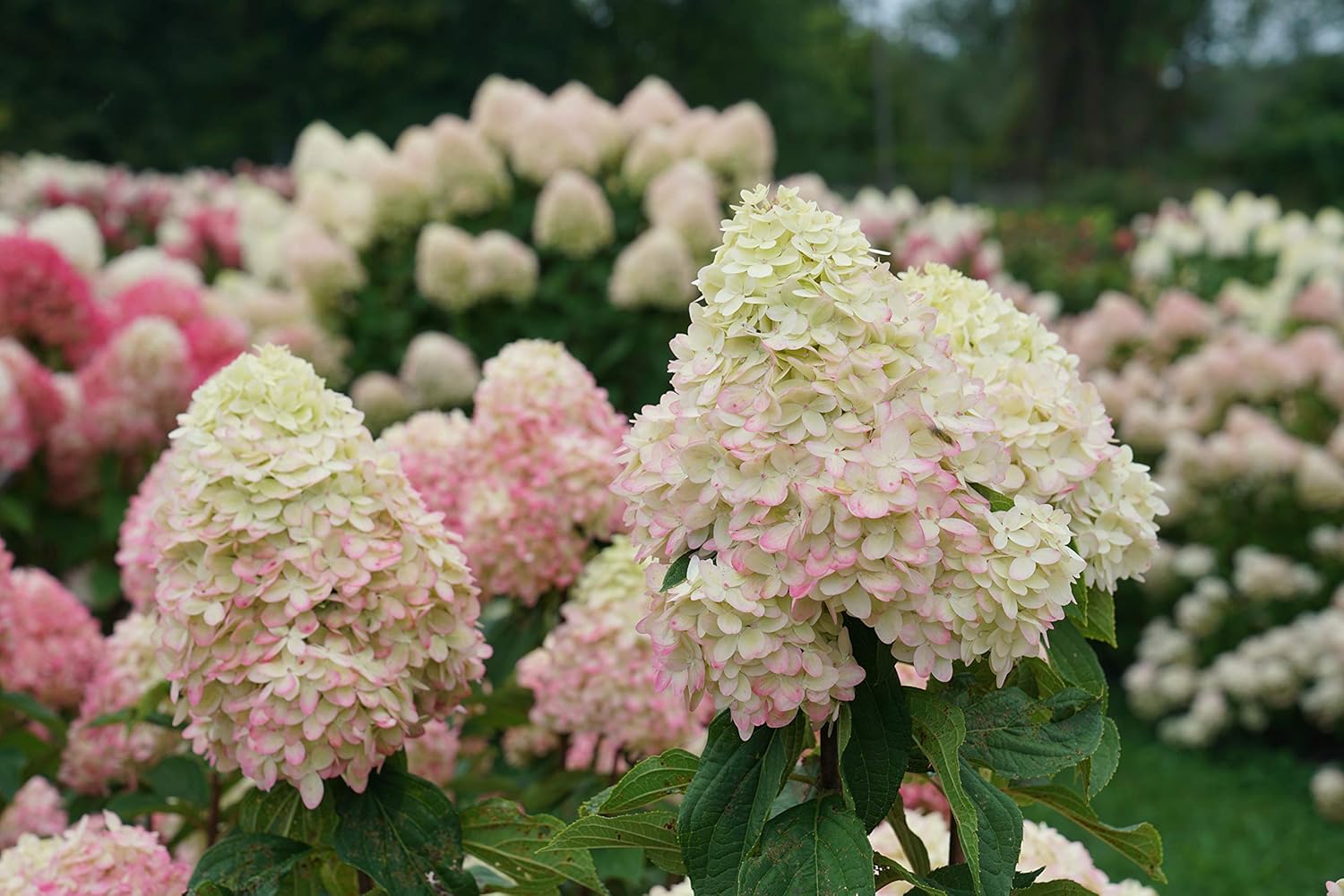 1 Gallon Limelight Prime Panicle Hydrangea (Paniculata) Live Plant, Green and Pink Flowers