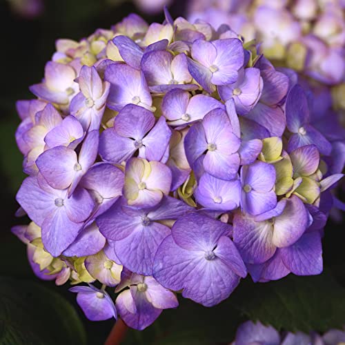 Bloomstruck Hydrangea, 2 gal. Pink and Purple Blooms A91934