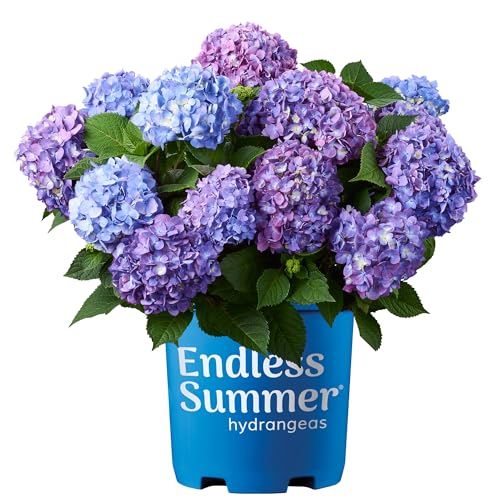 Endless Summer Bloomstruck Hydrangea, 2 gal. Pink and Purple Blooms