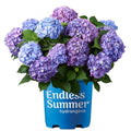 Endless Summer Bloomstruck Hydrangea, 2 gal. Pink and Purple Blooms
