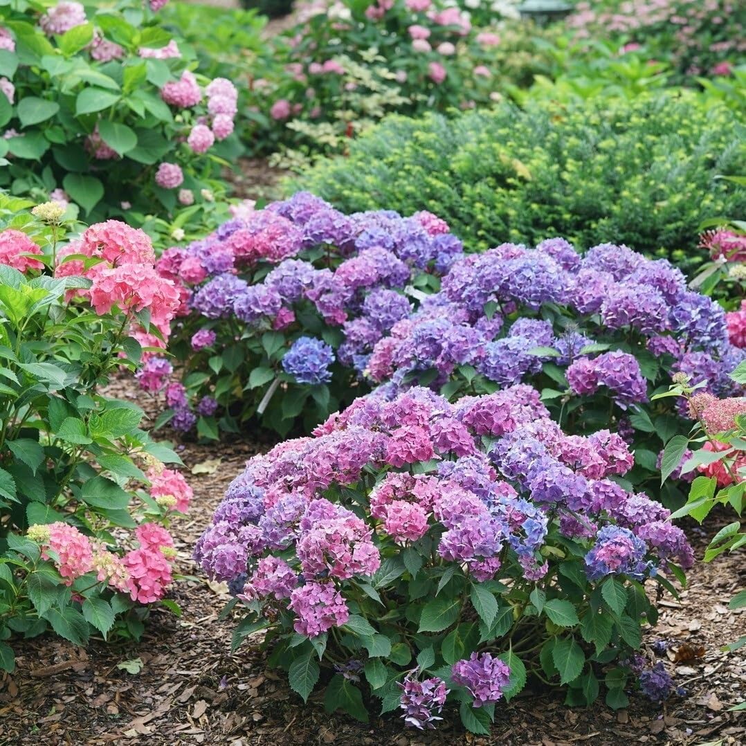 Proven Winners Let's Dance Lovable Bigleaf Hydrangea Live Shrub, 4.5" Quart L89016
