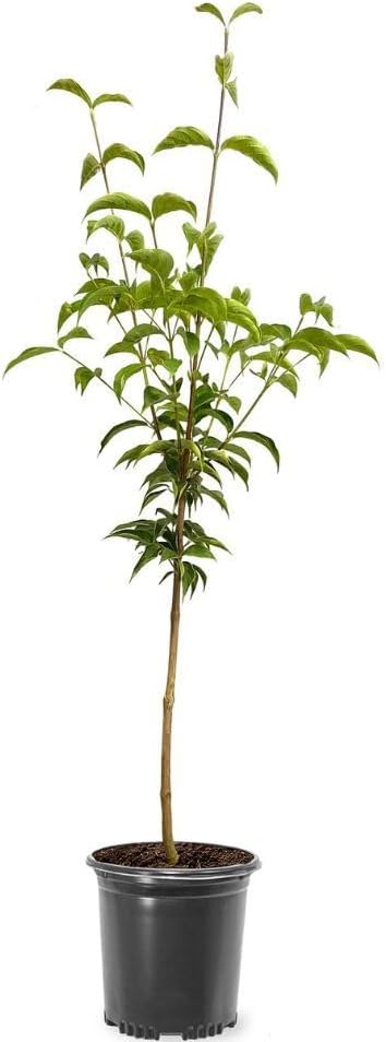Cherokee Brave Dogwood Tree, Deciduous, Pink Flowering, Lush Green Foliage, Ornamental Value, 1 gal, Nursery Pot (Due to Agricultural Laws, we Cannot Ship to CA, AZ, AK, or HI)
