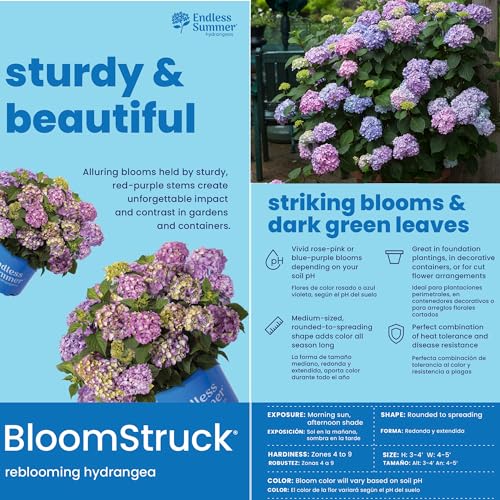 Bloomstruck Hydrangea, 2 gal. Pink and Purple Blooms A91934