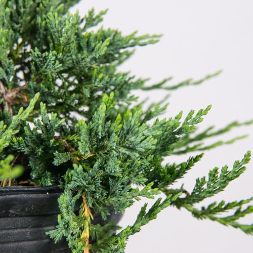 Blue Rug Juniper 3 Gallon Evergreen Groundcover Shrub H54293