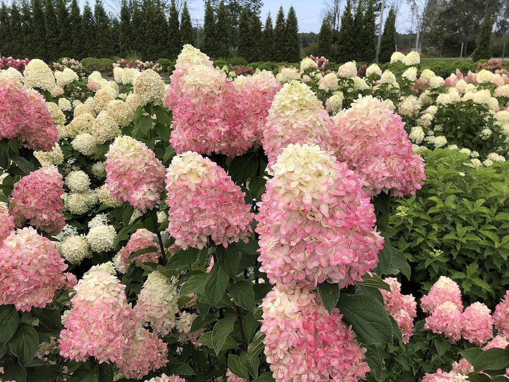 Limelight Prime Panicle Hydrangea Live Plant, Green and Pink Flowers D133646