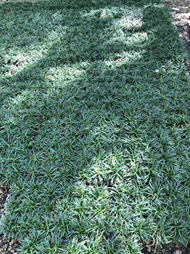 Dwarf Mondo Grass 90 Live Plants Shade Loving Ground Cover H359559
