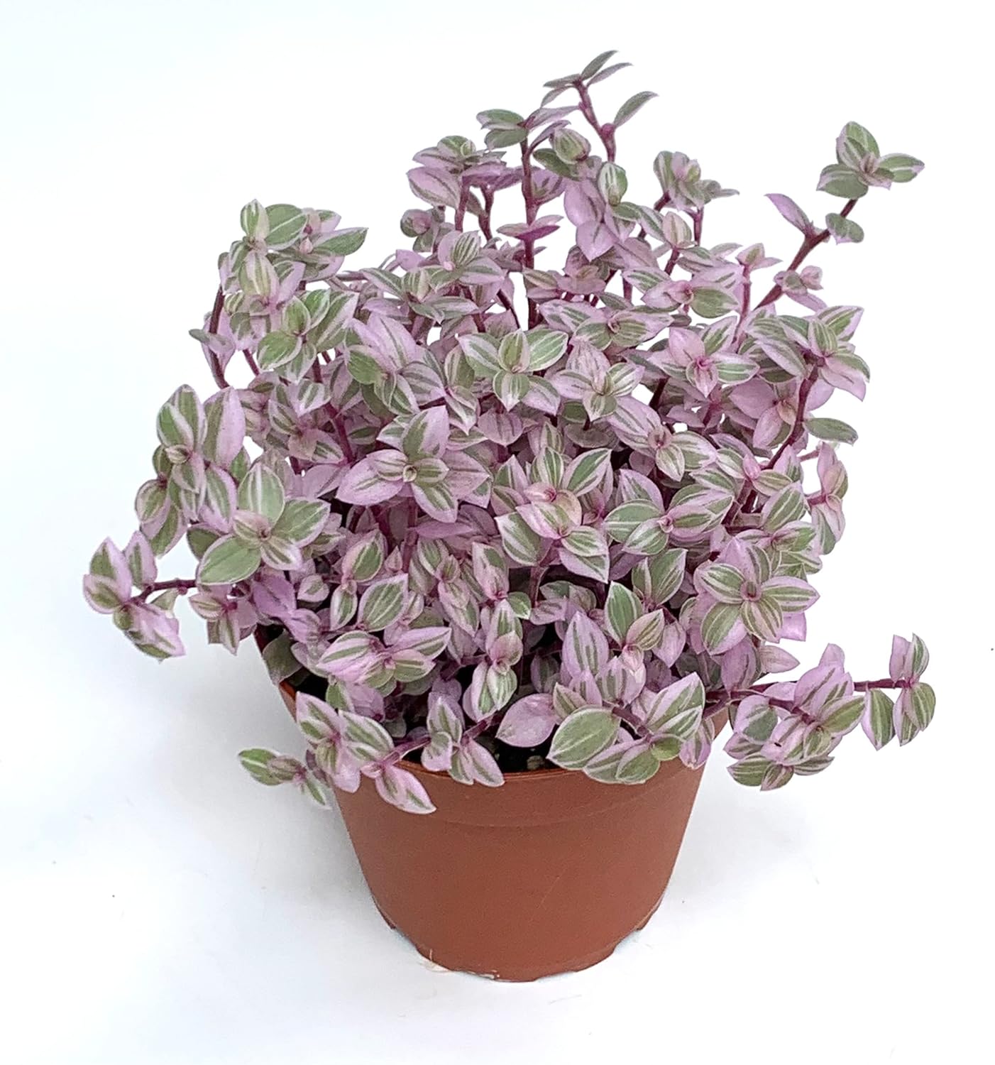Tradescantia Pink Panther Live Potted Houseplant B316281