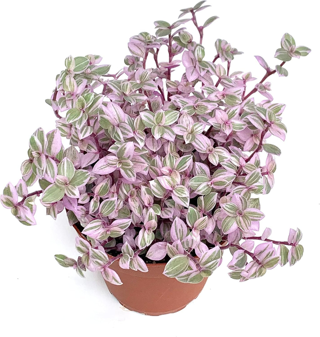 Tradescantia Pink Panther Houseplants Live Potted