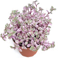 Tradescantia Pink Panther Houseplants Live Potted