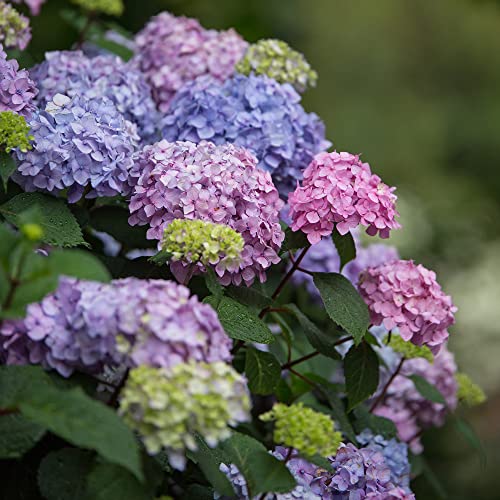 Bloomstruck Hydrangea, 2 gal. Pink and Purple Blooms A91934