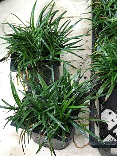 Dwarf Mondo Grass 90 Live Plants Shade Loving Ground Cover H359559