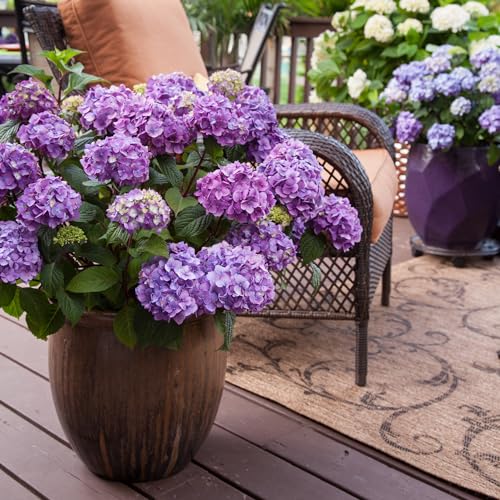 Bloomstruck Hydrangea, 2 gal. Pink and Purple Blooms A91934